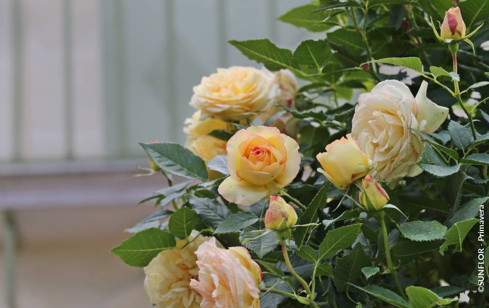 ©SUNFLOR - Primavera